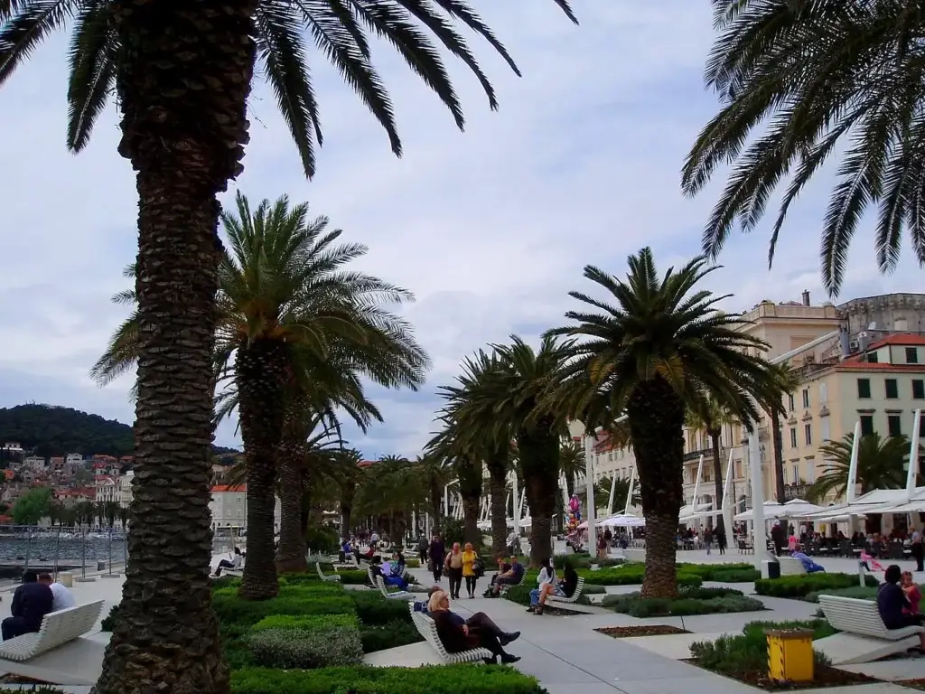 Palm trees along the harbors promenade